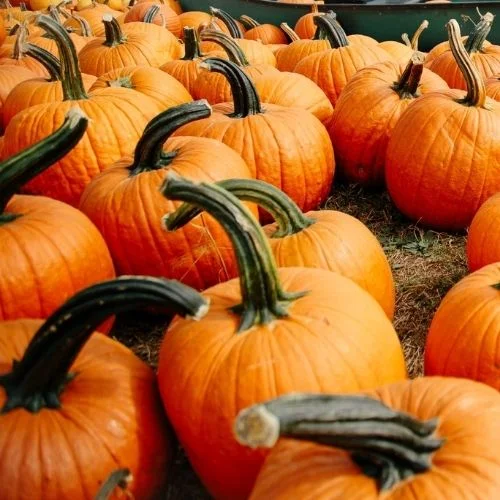 Fall Festival at Cox Farms