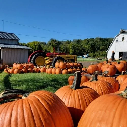 Maple Tree Farm pumpkin patch